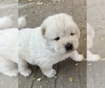 Image preview for Ad Listing. Nickname: White  Thor