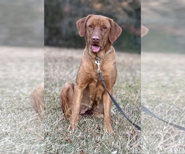 Medium Photo #1 Labralas Puppy For Sale in Attalka, AL, USA