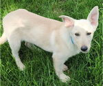 Small #1 Collie Mix