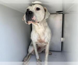 Dogo Argentino-Unknown Mix Dogs for adoption in Houston, TX, USA