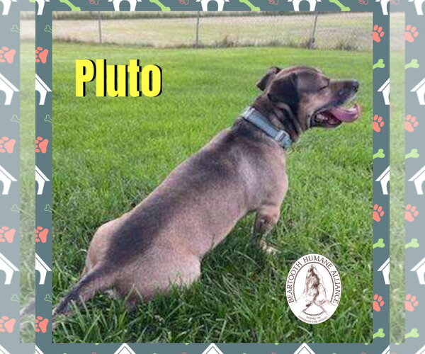 Medium Photo #1 Mutt Puppy For Sale in Red Lodge, MT, USA