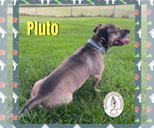 Mutt Dogs for adoption in Red Lodge, MT, USA