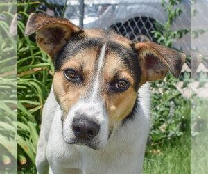 American Foxhound-Huskies  Mix Dogs for adoption in Huntley, IL, USA
