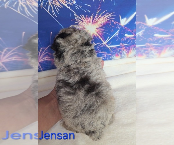 Medium Photo #5 Australian Shepherd-Poodle (Toy) Mix Puppy For Sale in AZLE, TX, USA