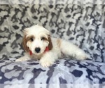 Small #6 Cavapoo