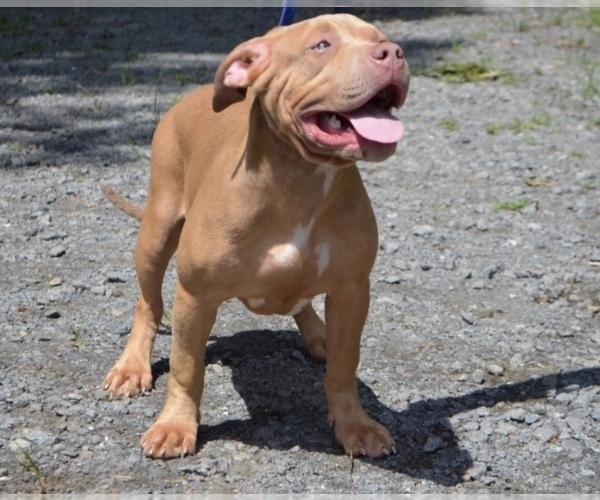Medium Photo #2 American Bully Puppy For Sale in UNIONVILLE, VA, USA