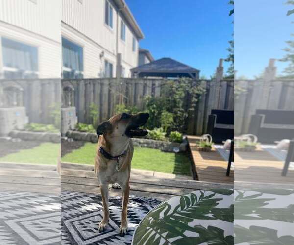 Medium Photo #8 Mutt Puppy For Sale in Oro Medonte, Ontario, Canada