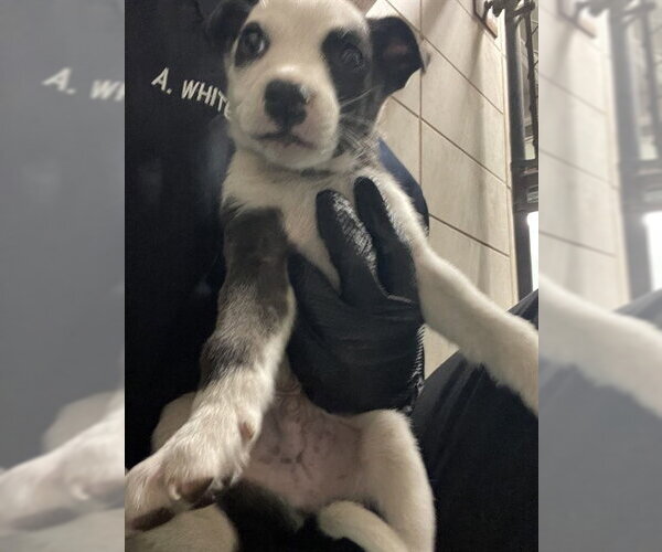 Medium Photo #1 Mutt Puppy For Sale in Stockton, CA, USA