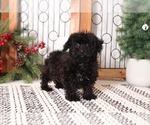 Small Photo #1 YorkiePoo Puppy For Sale in NAPLES, FL, USA