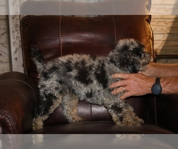 Medium Photo #2 Poodle (Miniature) Puppy For Sale in DYERSBURG, TN, USA