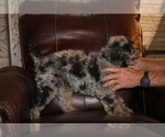 Small #1 Poodle (Miniature)
