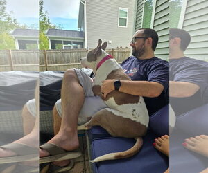 Mutt Dogs for adoption in Stratham, NH, USA