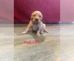 Small Photo #8 Golden Retriever Puppy For Sale in GIRARD, KS, USA