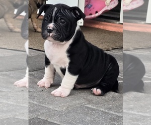 American Bully Puppy for sale in NORTH PORT, FL, USA
