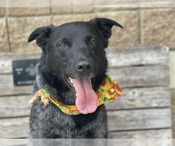 Medium Photo #1 Australian Cattle Dog-Unknown Mix Puppy For Sale in Tulsa, OK, USA