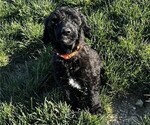 Puppy Orange Poodle (Standard)