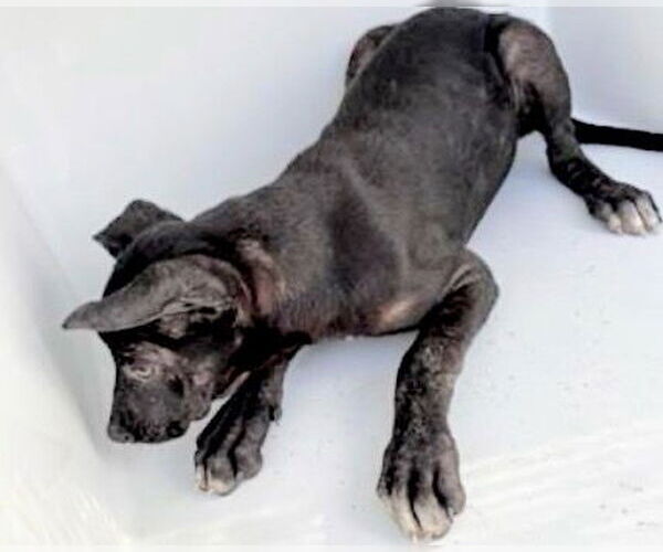 Medium Photo #1 Labrador Retriever-Unknown Mix Puppy For Sale in Houston, TX, USA