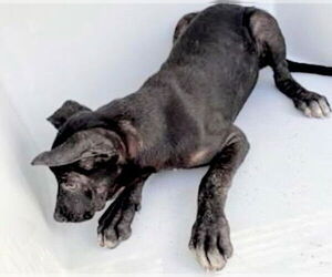 Labrador Retriever-Unknown Mix Dogs for adoption in Houston, TX, USA