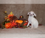 Small #4 Chihuahua