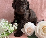 Puppy Daisy Poodle (Standard)