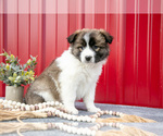 Small #2 Australian Shepherd