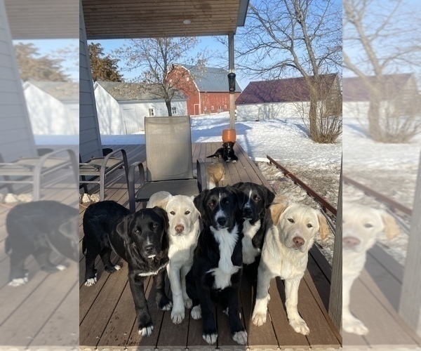 Medium Photo #2 Border Collie-Great Pyrenees Mix Puppy For Sale in HURLEY, SD, USA