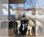 Small Photo #2 Border Collie-Great Pyrenees Mix Puppy For Sale in HURLEY, SD, USA