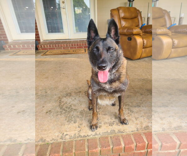 Medium Photo #4 Mutt Puppy For Sale in Stevens Point, WI, USA