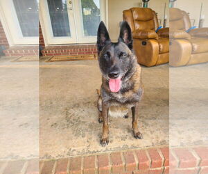 Keeran - KY - Female Mutt Dog for Adoption - Photo #4