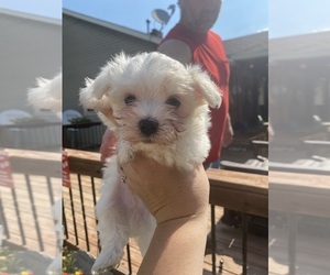 Maltese Puppy for sale in FREDONIA, KS, USA