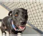 ZURG - Male Labrador Retriever-Unknown Mix Dog for Adoption - Small photo