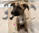Small Mountain Cur-Plott Hound Mix
