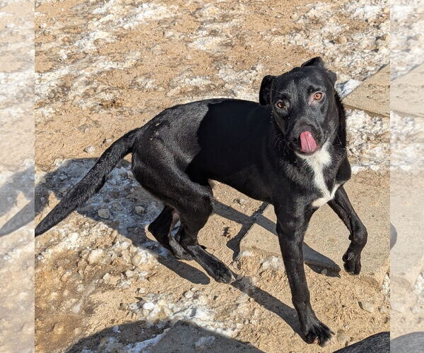 Medium Photo #7 Mutt Puppy For Sale in Munford, TN, USA