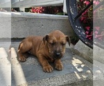 Small Photo #6 Irish Terrier Puppy For Sale in WATERLOO, NY, USA