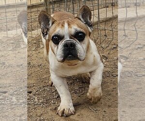 French Bulldog Dogs for adoption in Bon Carbo, CO, USA