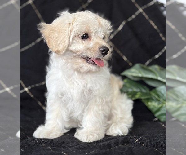 Medium Photo #4 Cav-A-Malt Puppy For Sale in ROCK STREAM, NY, USA