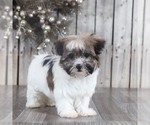 Small Photo #4 Havanese Puppy For Sale in MOUNT VERNON, OH, USA