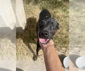 American Staffordshire Terrier-Unknown Mix Dogs for adoption in San Antonio, TX, USA