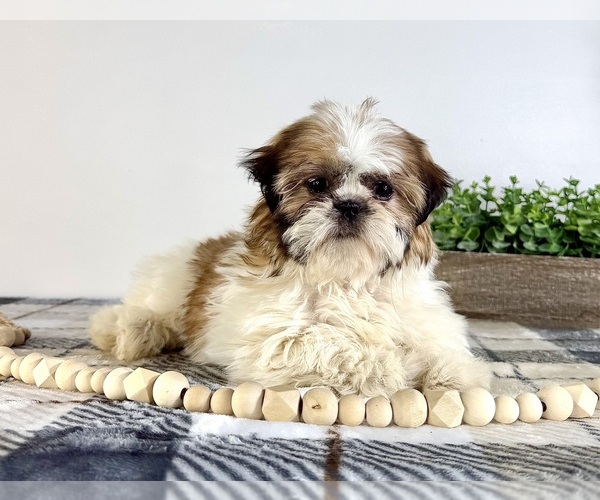 Medium Photo #1 Shih Tzu Puppy For Sale in GREENFIELD, IN, USA