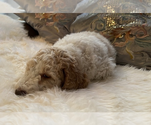 Medium Photo #5 Goldendoodle Puppy For Sale in DAVIS, CA, USA