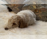 Small Photo #5 Goldendoodle Puppy For Sale in DAVIS, CA, USA