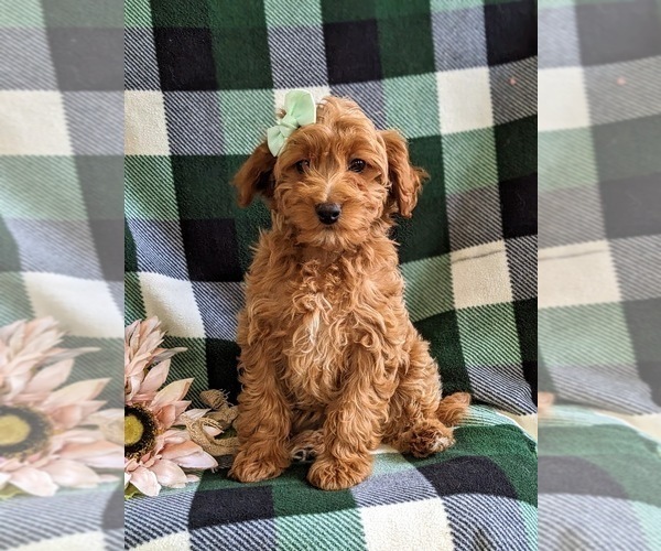 Medium Photo #1 Goldendoodle (Miniature) Puppy For Sale in NOTTINGHAM, PA, USA