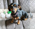 Small Photo #3 Dachshund Puppy For Sale in Shelbyville, TN, USA