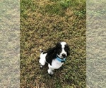 Small Photo #1 Poodle (Toy) Puppy For Sale in MURFREESBORO, TN, USA