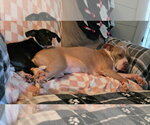 Small #1 Rat Terrier Mix