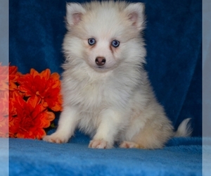 Siberian Husky Puppy for sale in BARNESVILLE, KS, USA