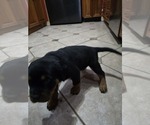 Small #3 Rottweiler