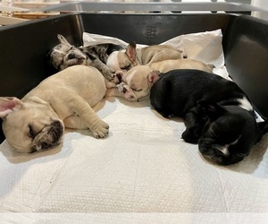 French Bulldog Litter for sale in HOPE MILLS, NC, USA