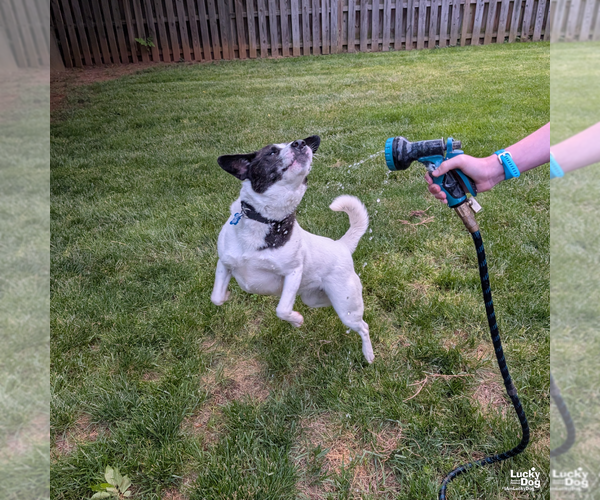 Medium Photo #7 Colonial Cocker Spaniel-Pointer Mix Puppy For Sale in Washington, DC, USA