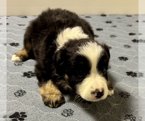 Medium Photo #3 Australian Shepherd Puppy For Sale in SALISBURY, NC, USA